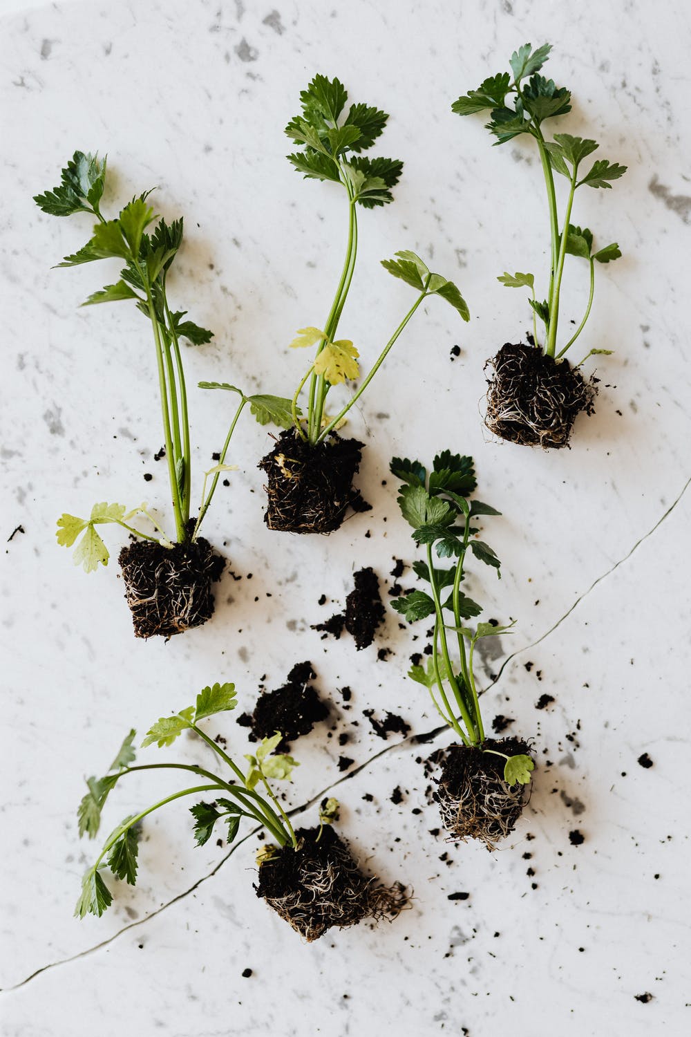 How To Cut Roots Easily!