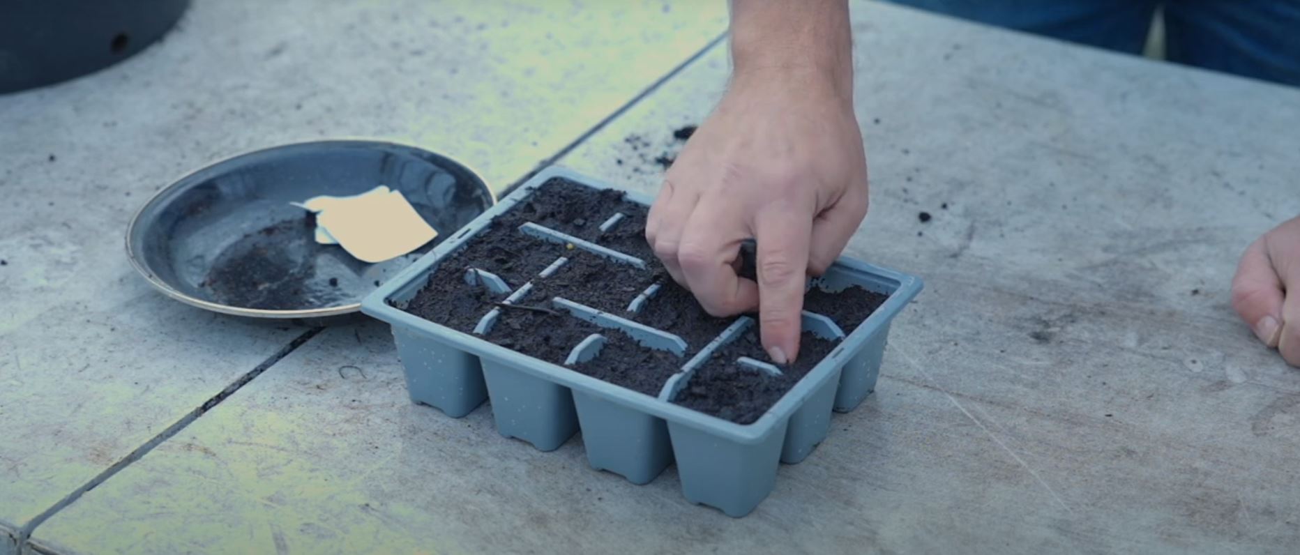 EP244- Sowing Sweet Peas, a guide to growing these fragrant plants in the UK