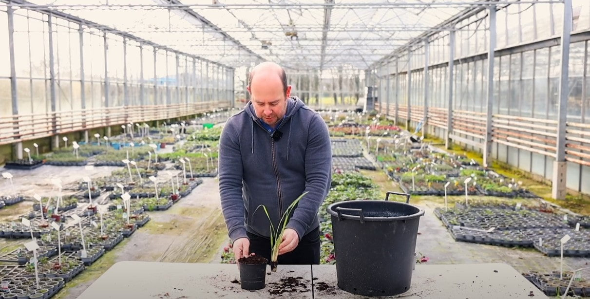 Alan planting a Lemon Grass plug plant in a pot