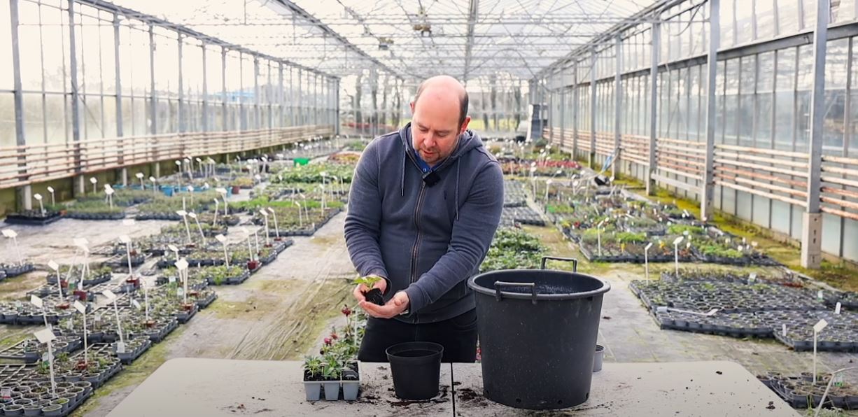 Potting chilli pepper plants into larger pot