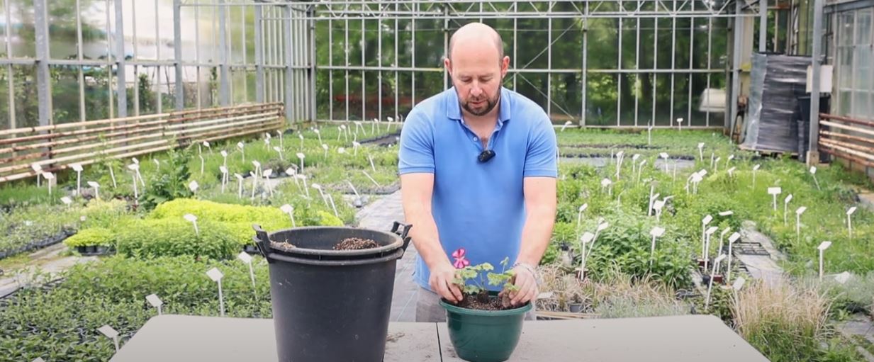 Alan planting a container of trailing geraniums