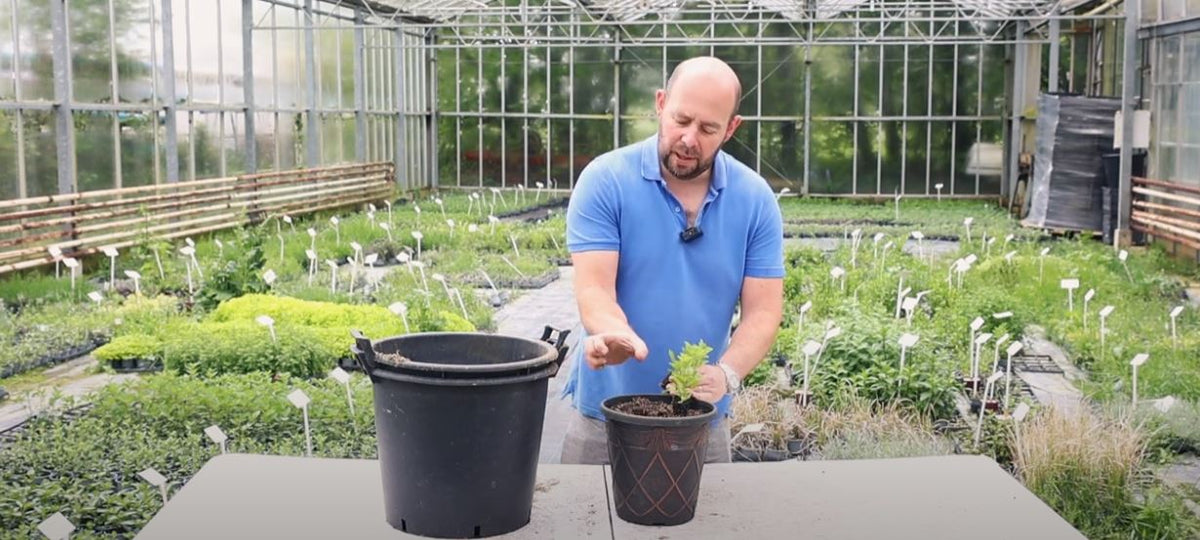EP263 How to Plant a Salvia Container