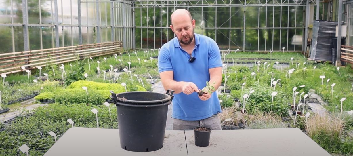 Alan Lodge planting scented geranium plug plants