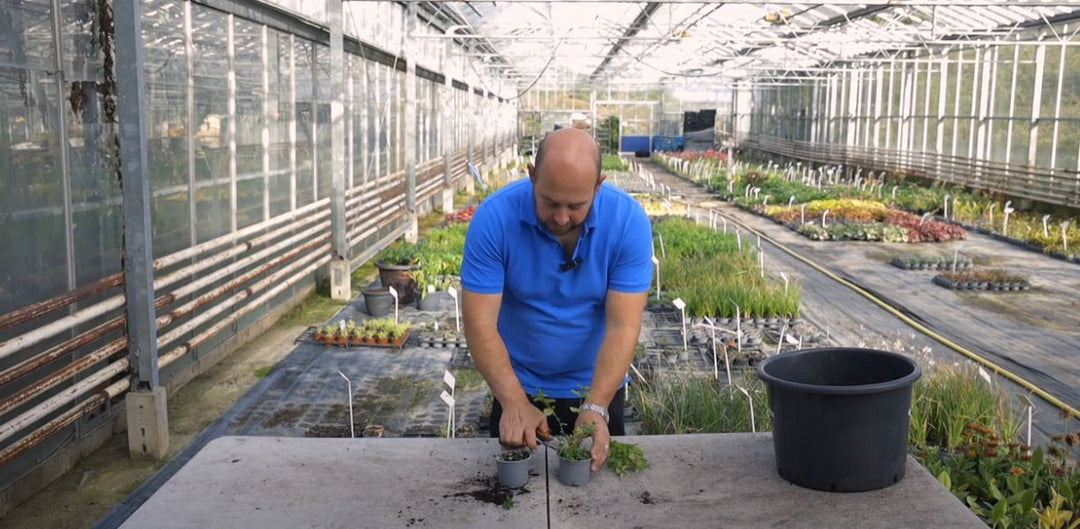 EP243 - Overwintering Mint: A UK Gardeners Guide