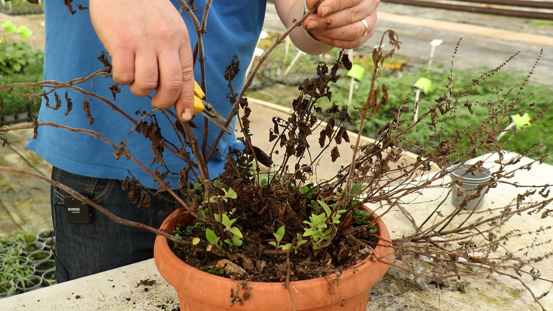 EP209 How to cut back a herb container