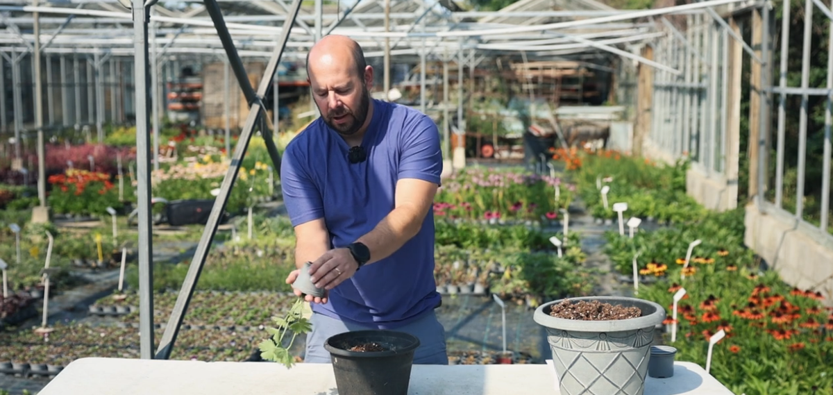 Planting a delphinium plant