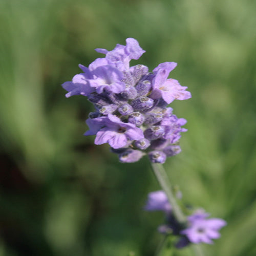 Pretty & Useful Herbs