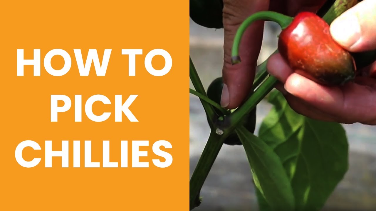 A Must-know Tip For Picking Your Chillies!