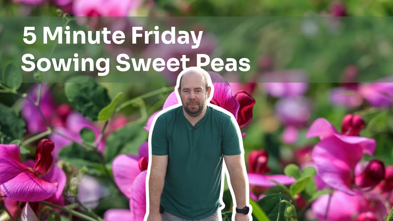 5 Minute Friday - Sowing Sweet Peas