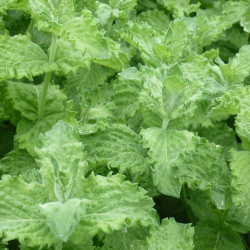Watering, Feeding & Growing Conditions