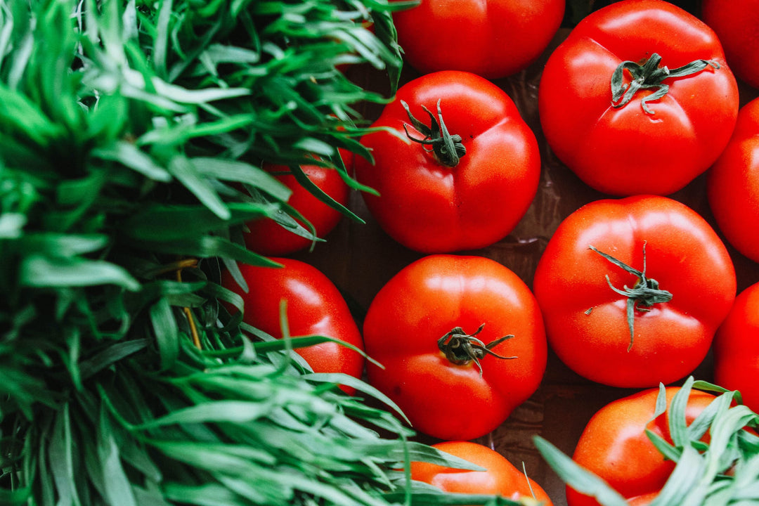 How To Sow Tomato Seeds!