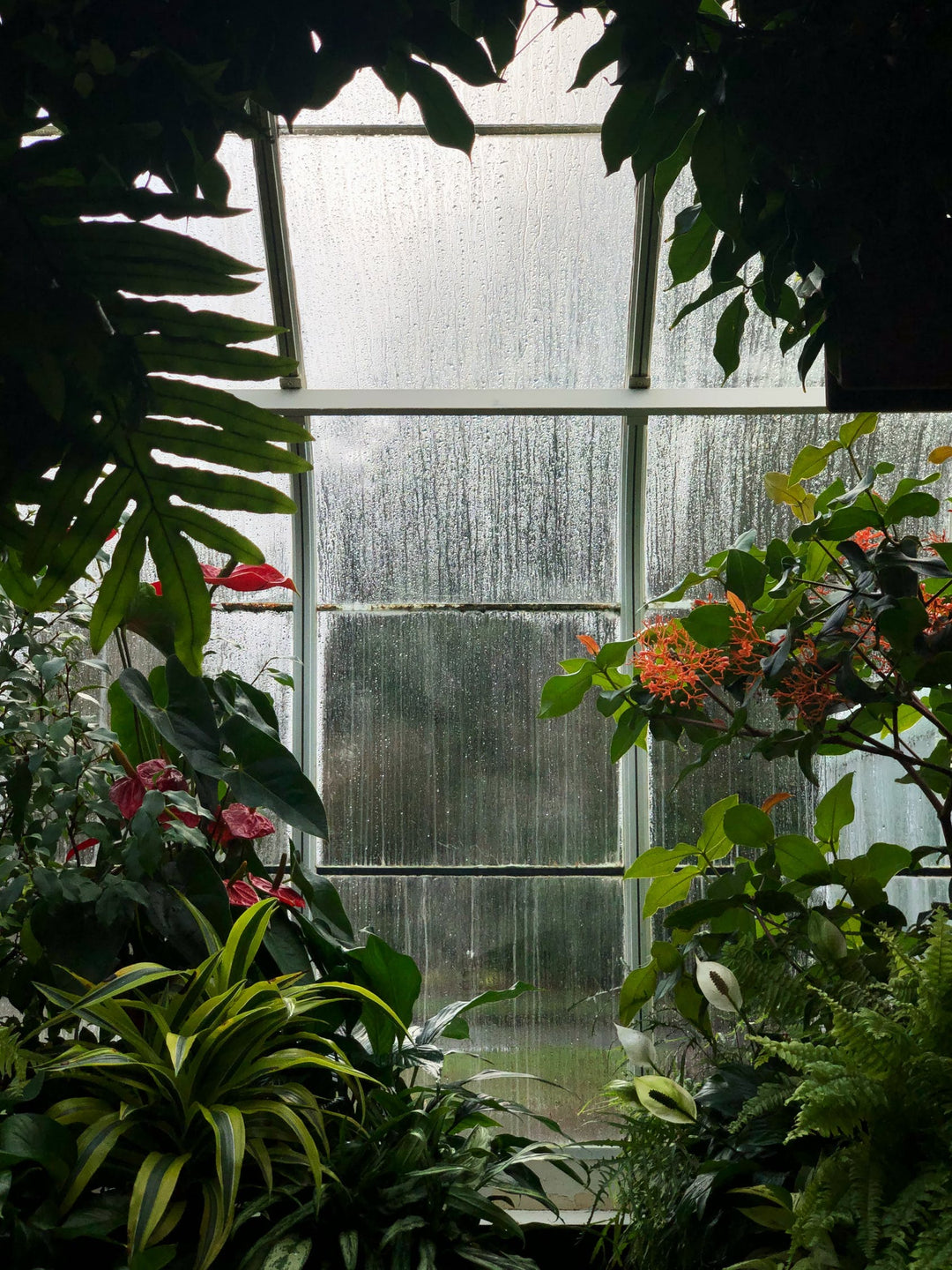 How To Prevent Plants Becoming Water Logged In the Winter!