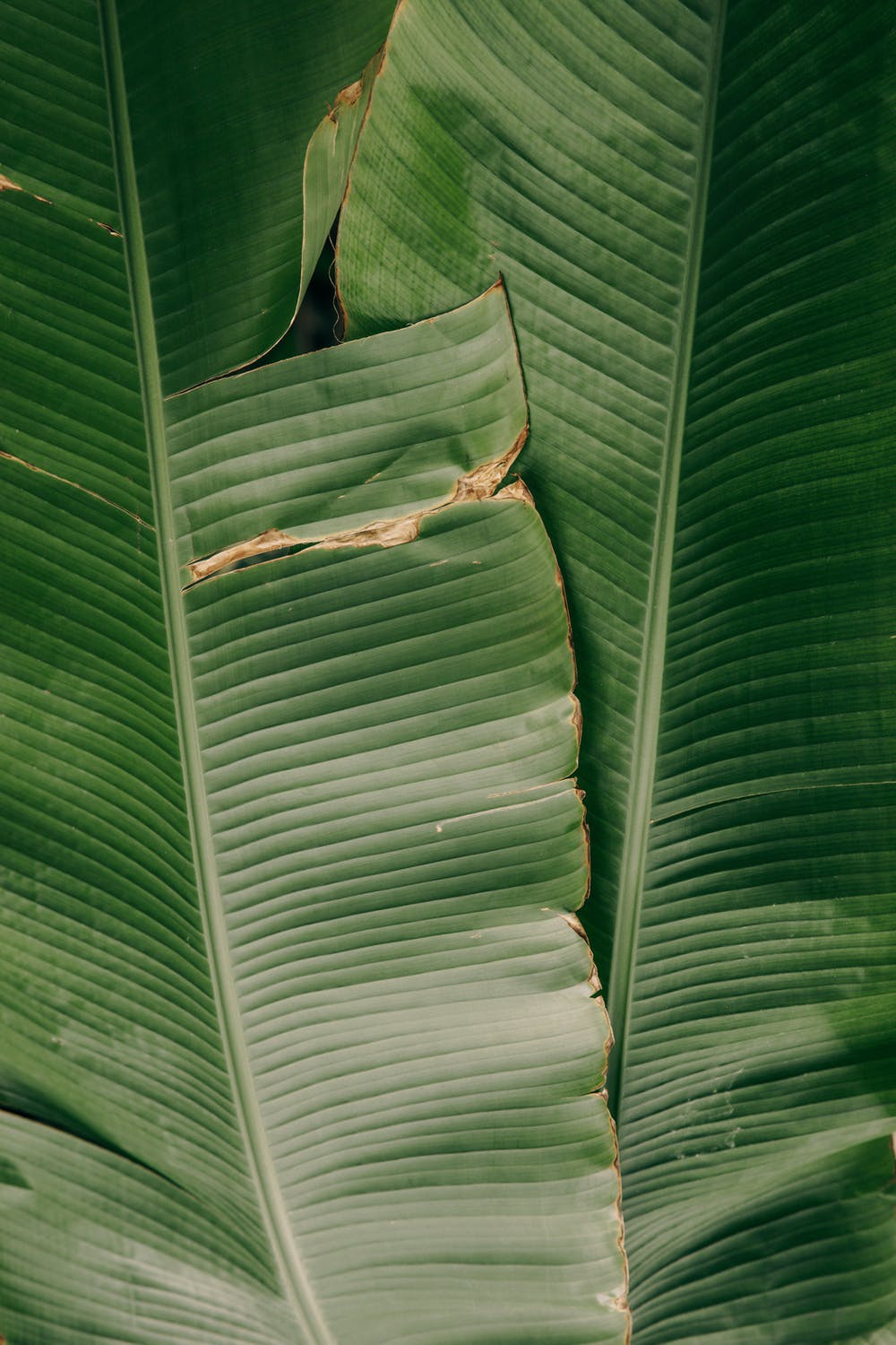 How To Stop Flies On Your Plants!