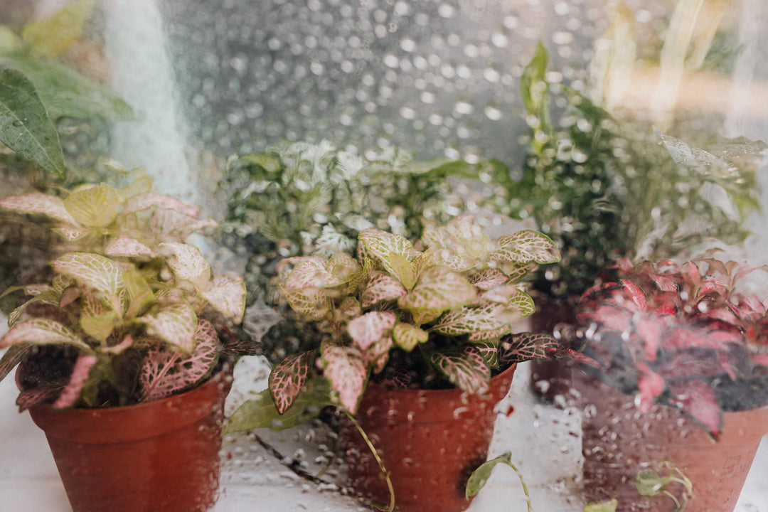 Problems Watering My Plants!