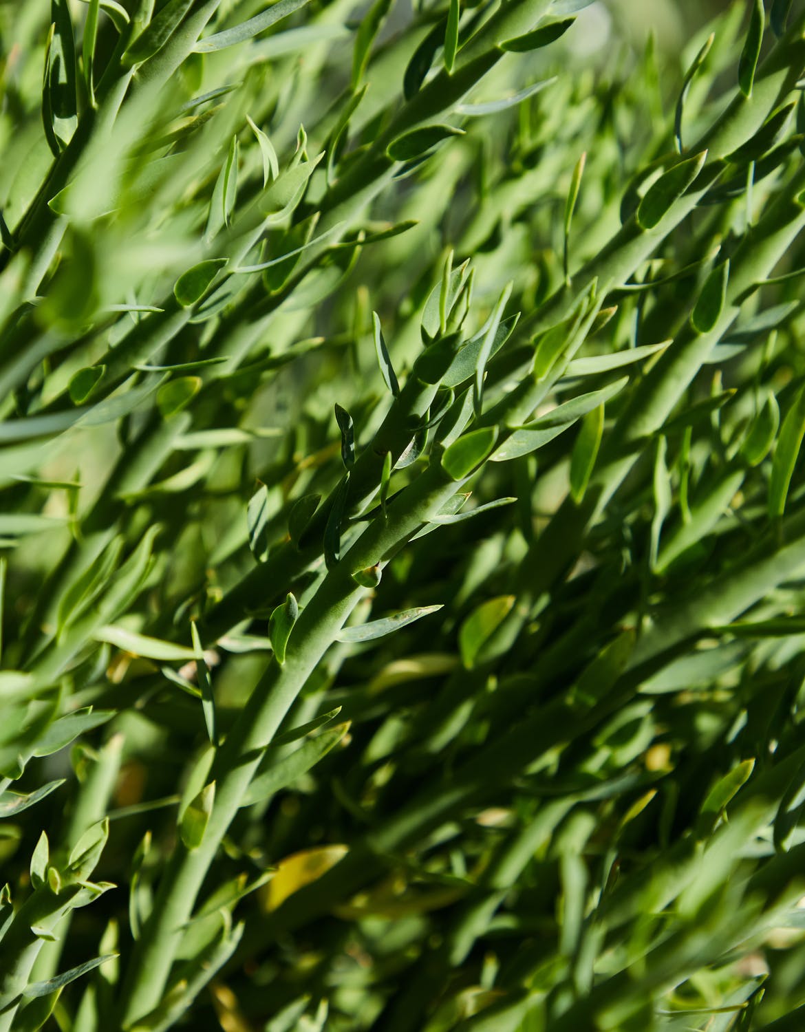 How To Cut French Tarragon!
