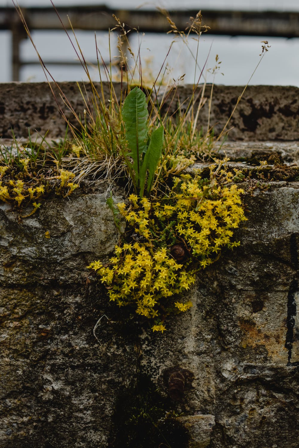 How To Get Rid Of Weeds!