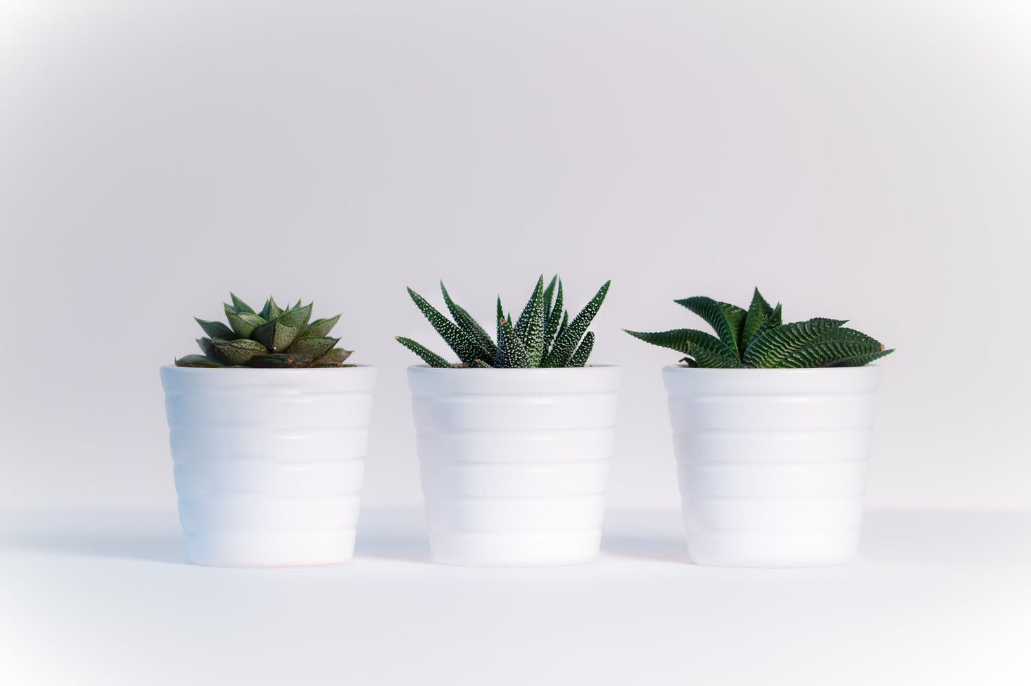 Simple Tips To Care For Your House Plants!