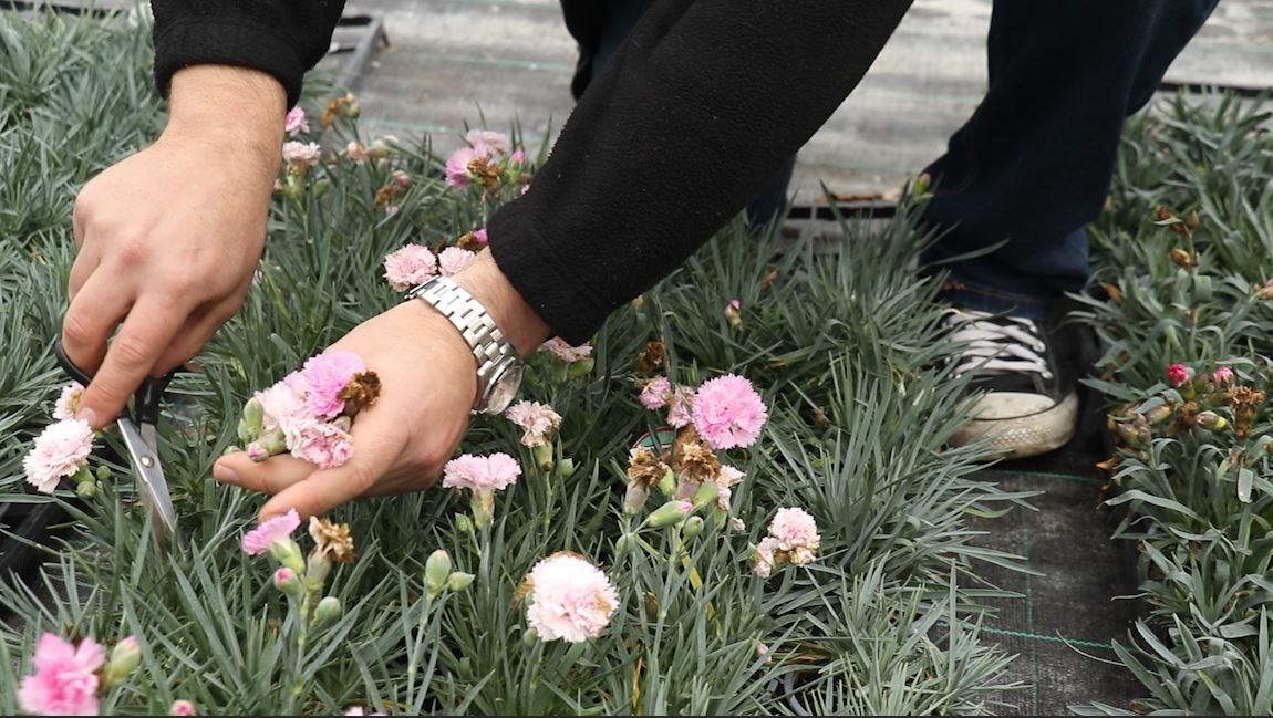 EP192 - How to dead head dianthus plants