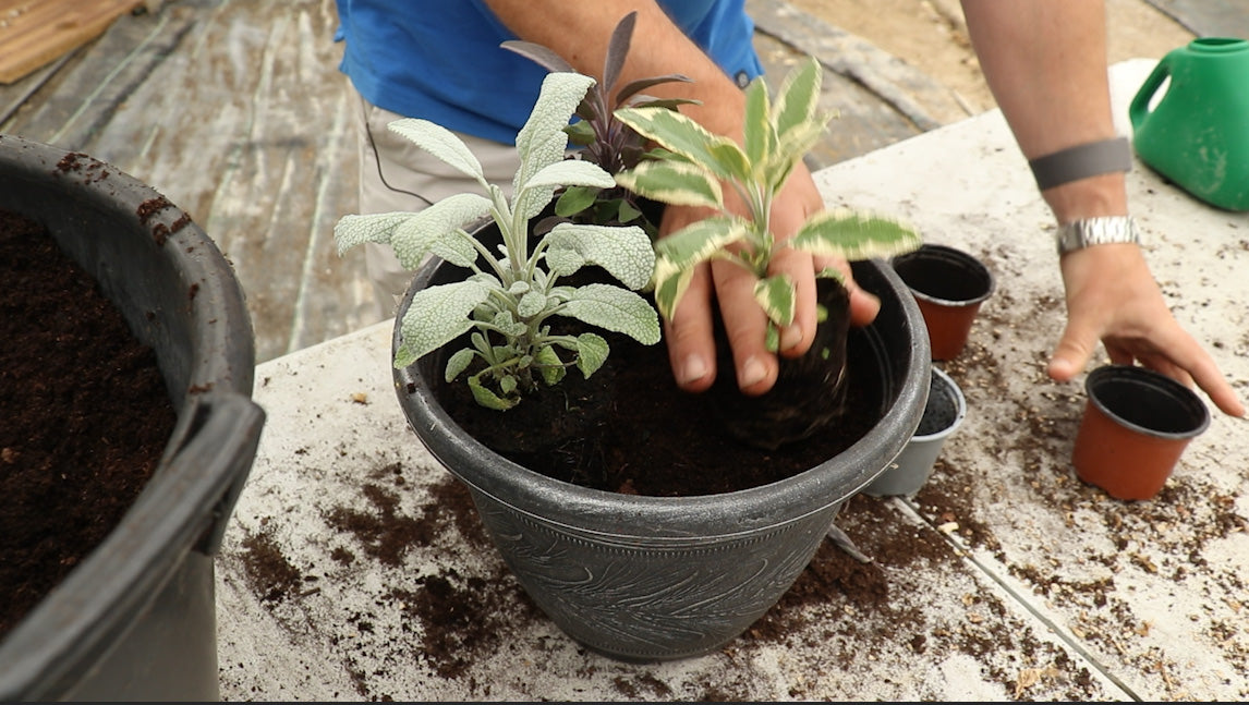 EP171 - How to plant Sage plants