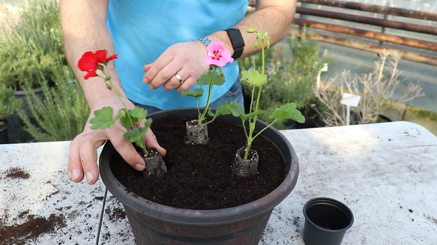 How to plant a Geranium Container