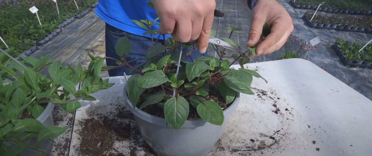 EP214 - How to pinch out hanging baskets to get more flowers