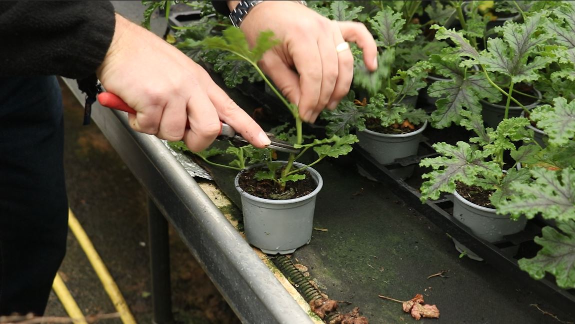 EP190 how to prep your Scented Geraniums for the winter
