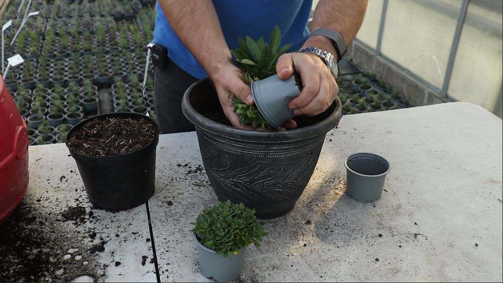 EP188 - How to plant some of our favourite Autumn perennials in a container