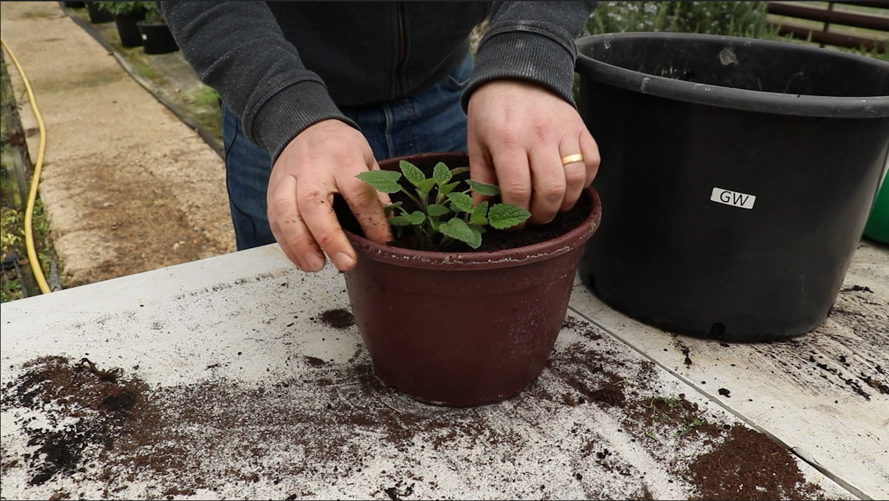 EP157 - How to plant a Fruity Herb Container