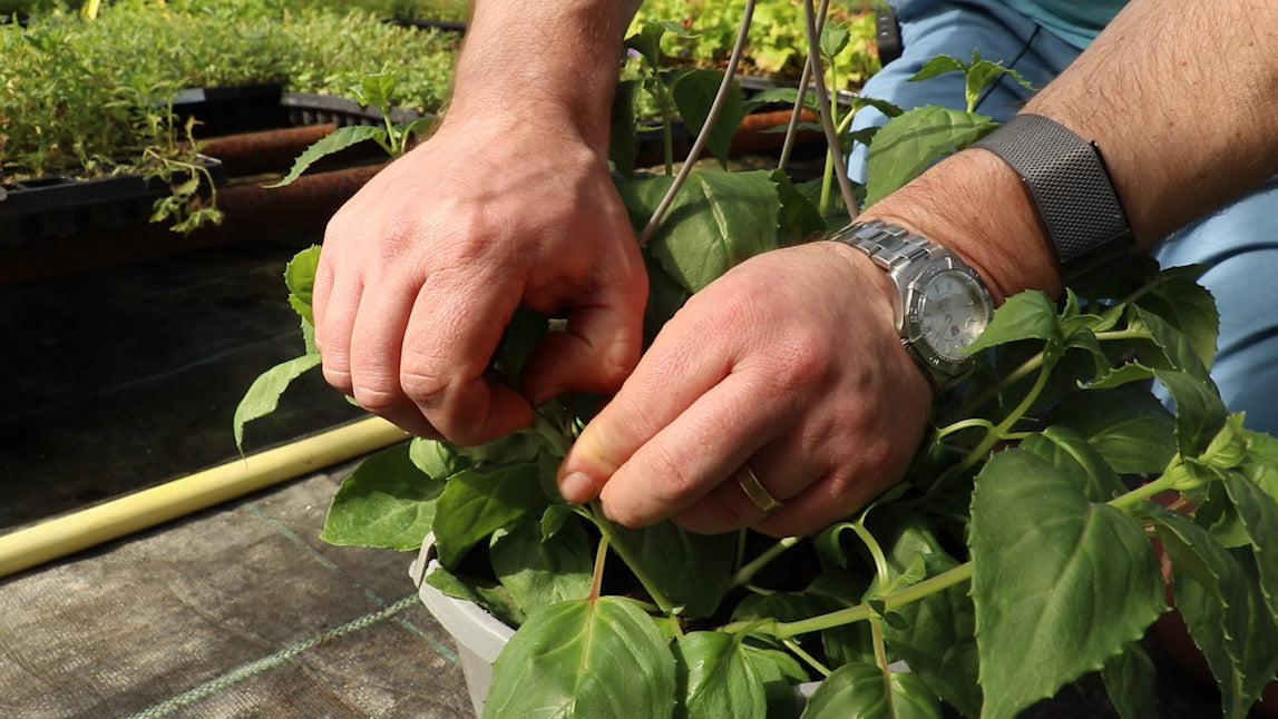 EP161 - How to "Stop" Fuchsia plants - How to make fuchsias flower more