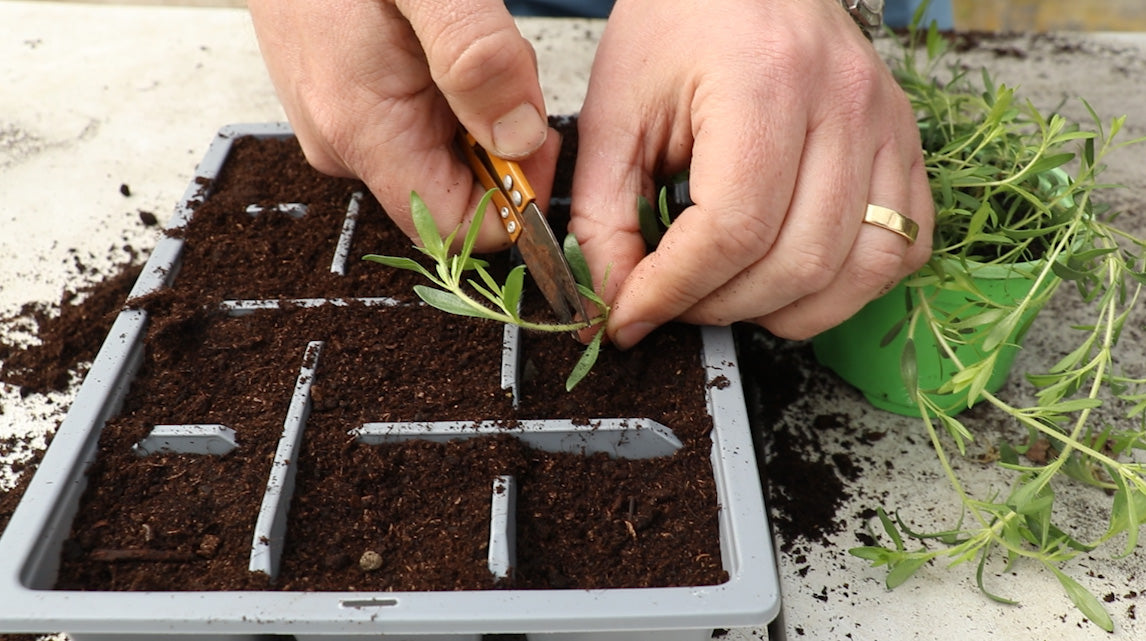 EP165 - How to to take Thyme cuttings and make more plants