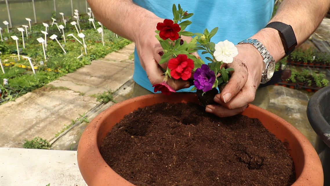 EP163 - How to plant Calibrachoa plants in a container