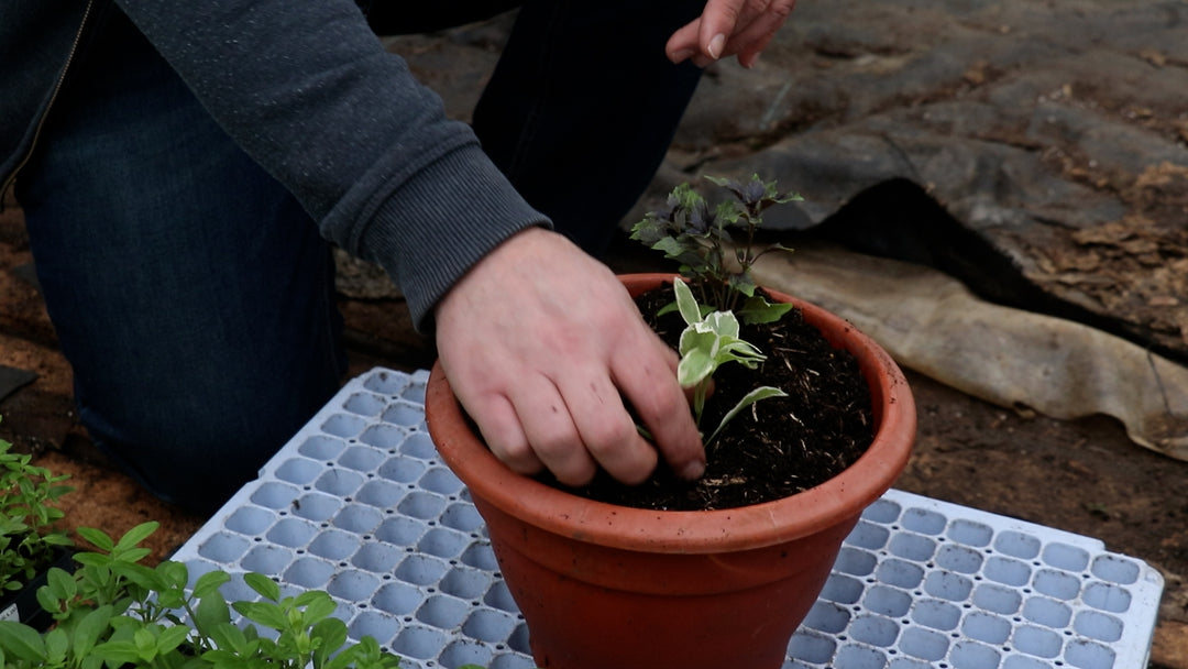How to plant Basil and some intresting types