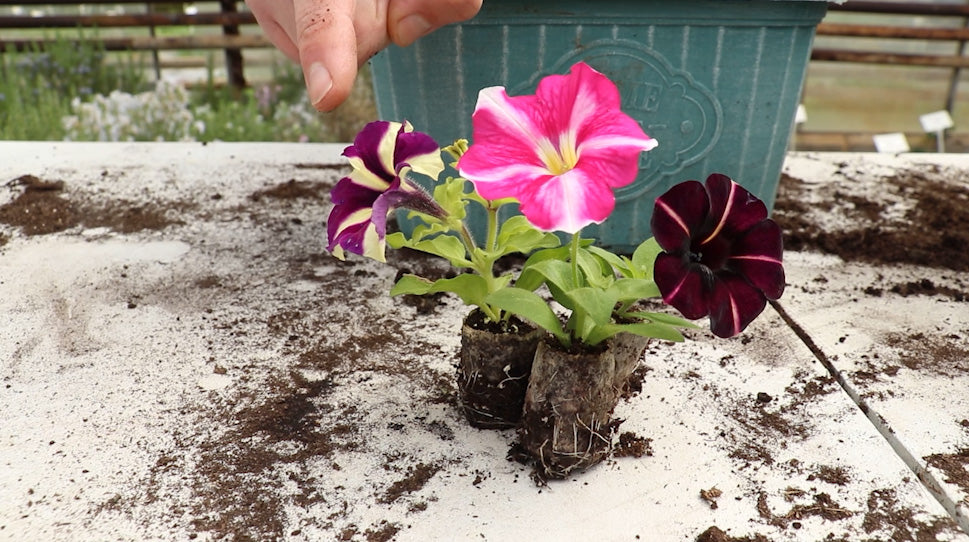 EP159 - Five Minute Friday - How to plant petunia plants
