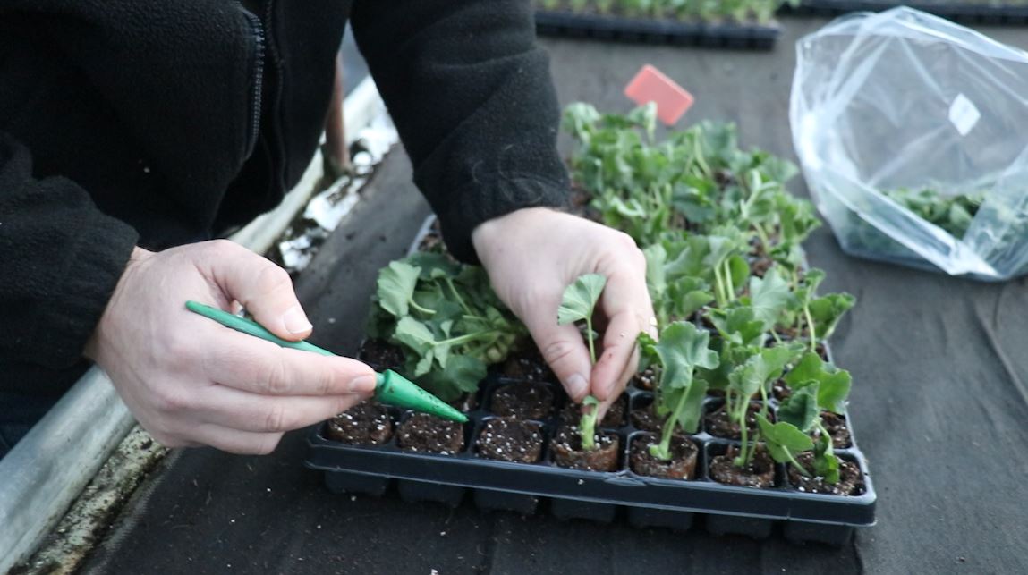 EP199 - How we plant and grow Geranium cuttings on the nursery