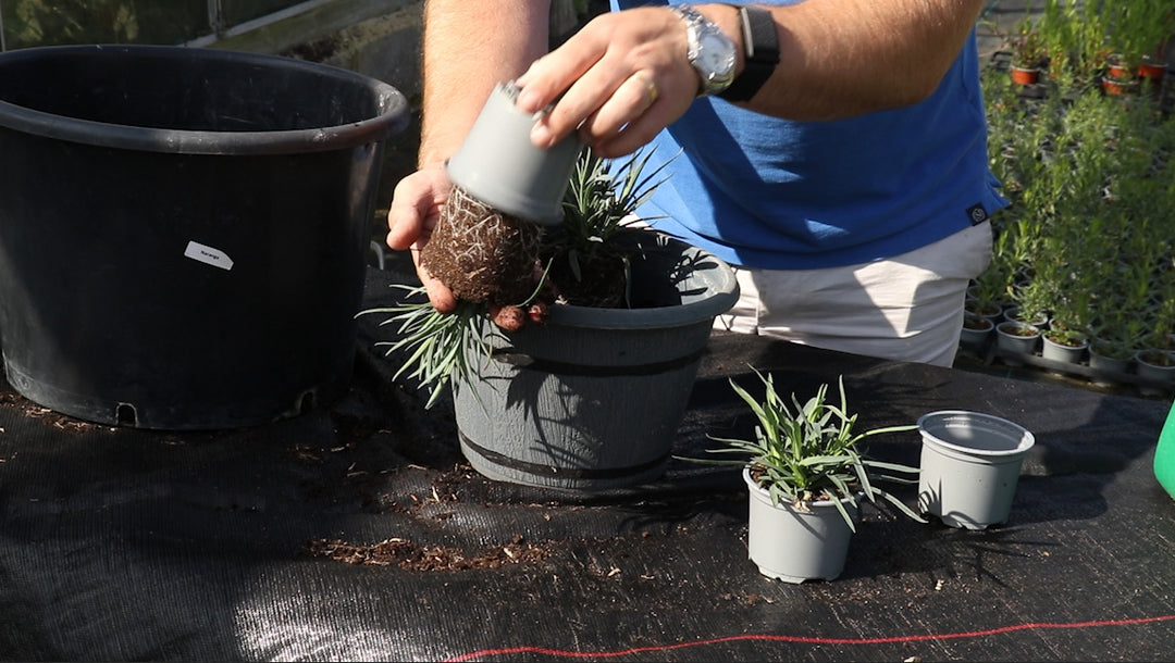 EP180 - How to plant a Dianthus container