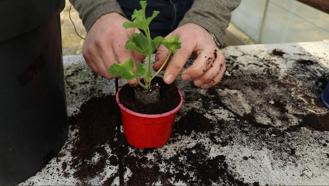 How to care for Geranium plug plants & gardening tips on potting them up.