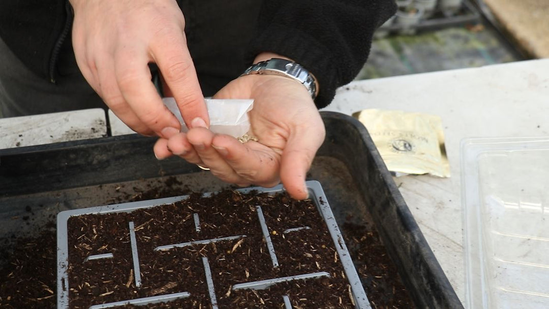 EP197 - How to sow Tomato seeds