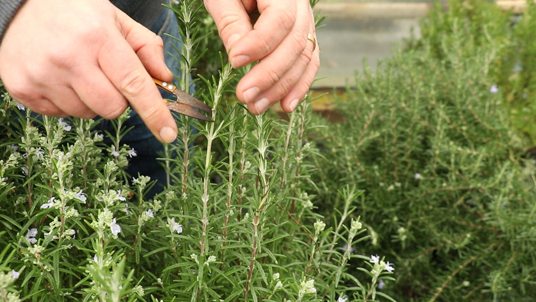 How to grow Rosemary from cuttings