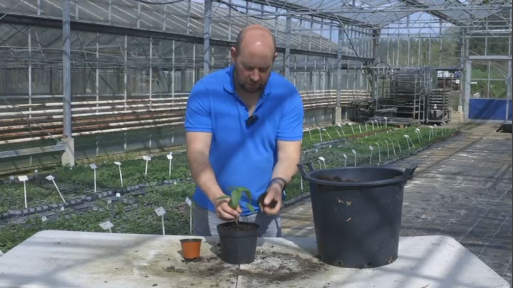 EP211 - How to pot up chilli plants