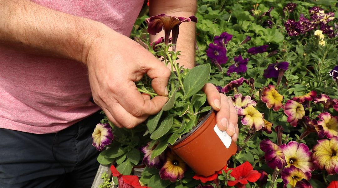 EP164 - How to get more flowers and better plants