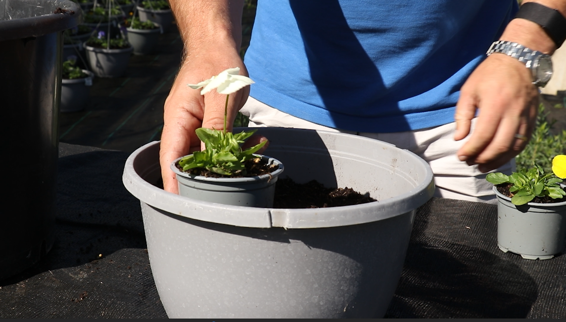 EP179 - How to plant a Cool Wave Pansy hanging basket