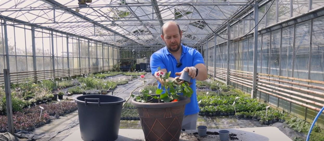 EP218 - How to pot up Twoinone Geraniums