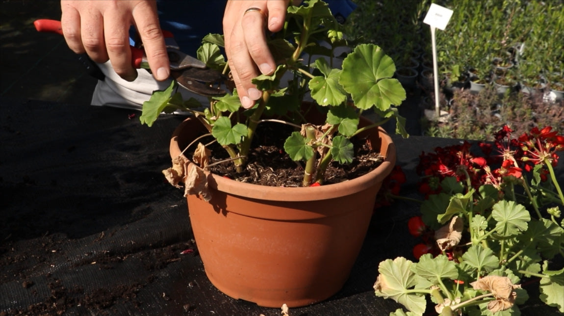 EP182 - How to cut back your Geraniums (Pelargoniums) for the winter