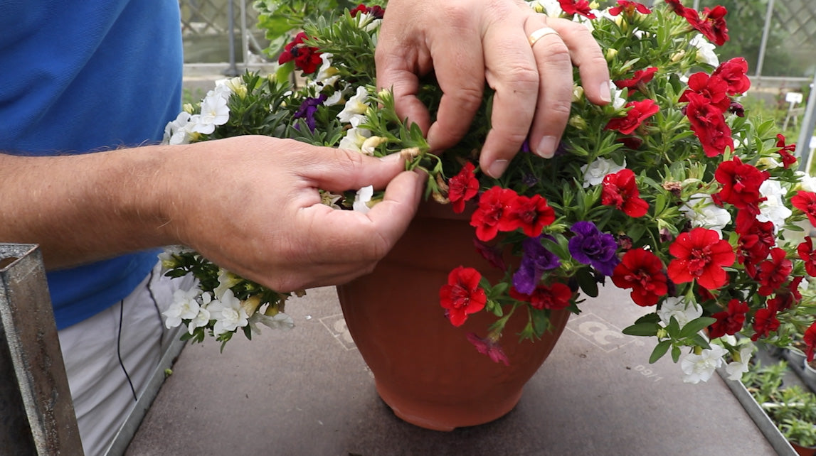 EP174 - How to deadhead annual bedding plants