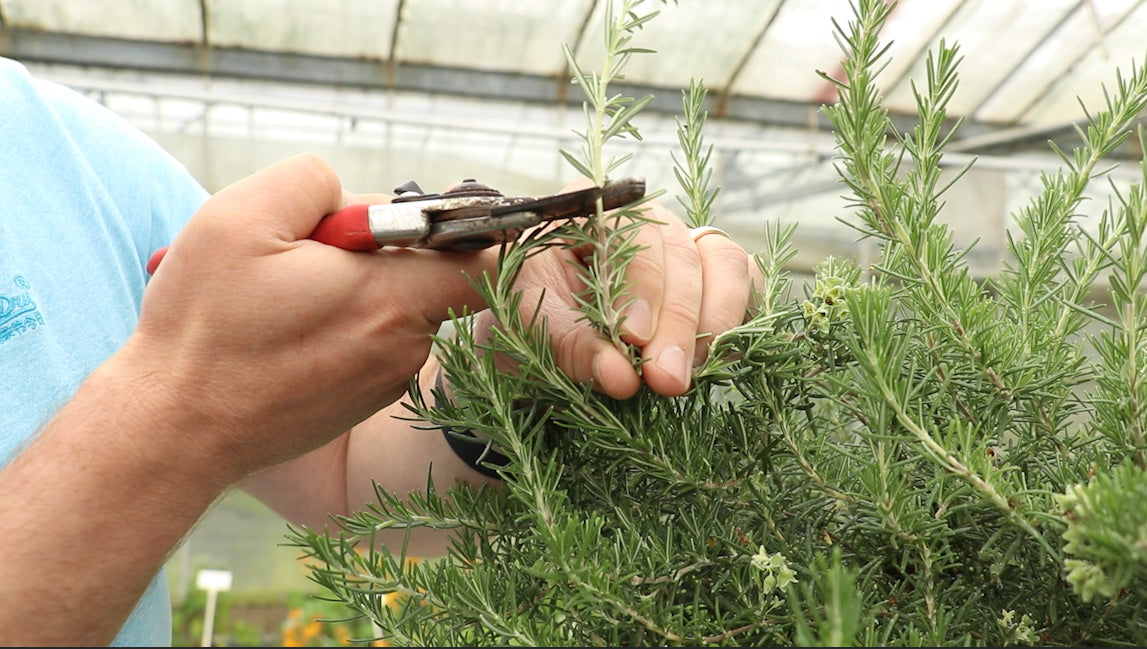EP166 - How and when to prune Rosemary plants