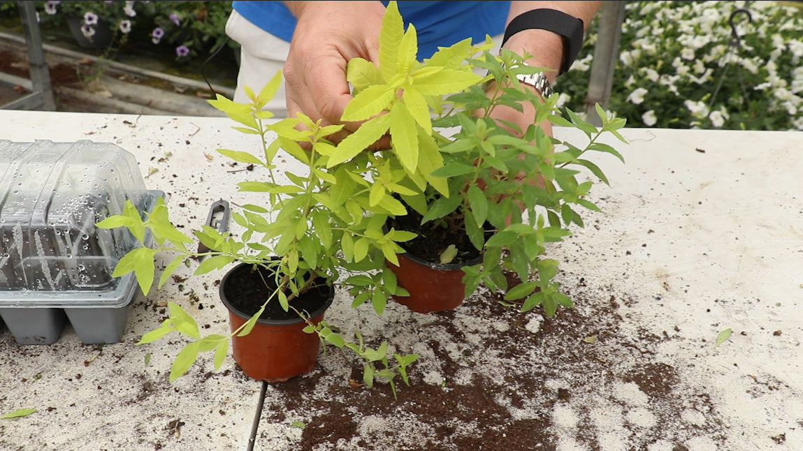 EP167 - How to take cuttings - Golden Lemon Verbena
