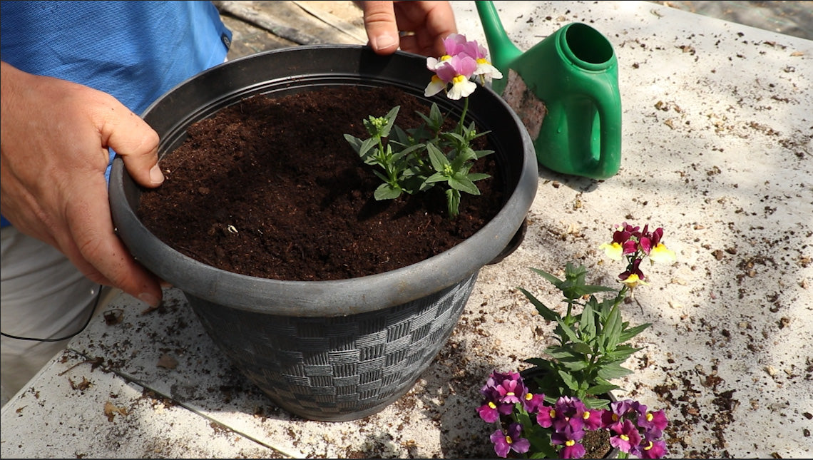 EP170 - How to plant up nemesia plants