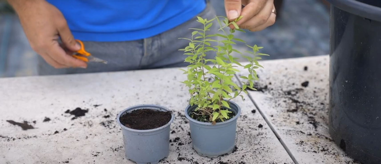 EP237 - How to take cuttings from Lemon Verbena