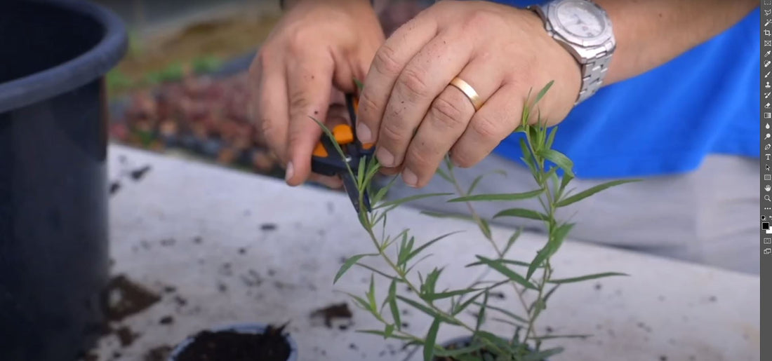 EP233 How to take cuttings from French Tarragon BuyPlants.co.uk