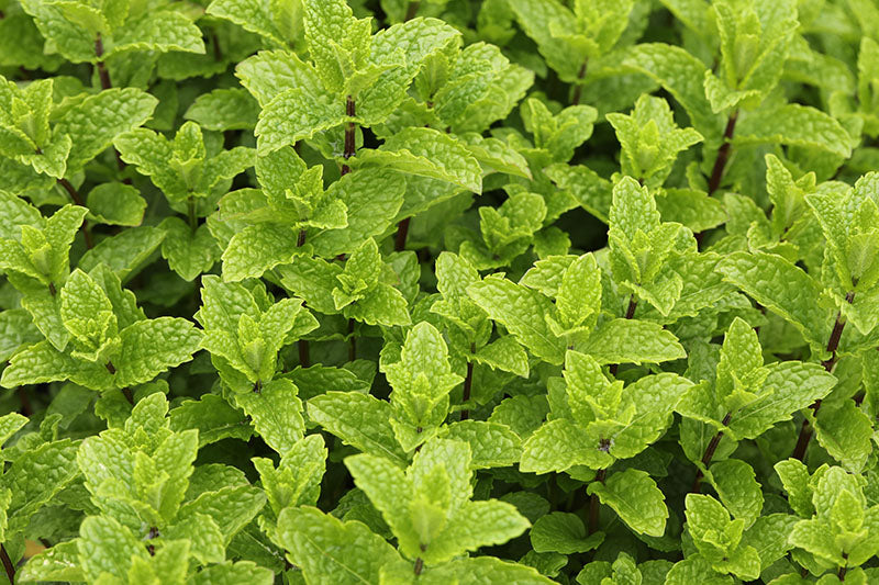 Herbs